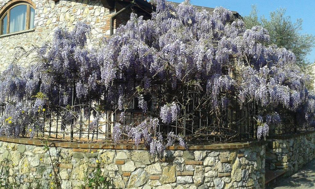 Pietra E Glicine B&B Pieve a Nievole Exterior photo